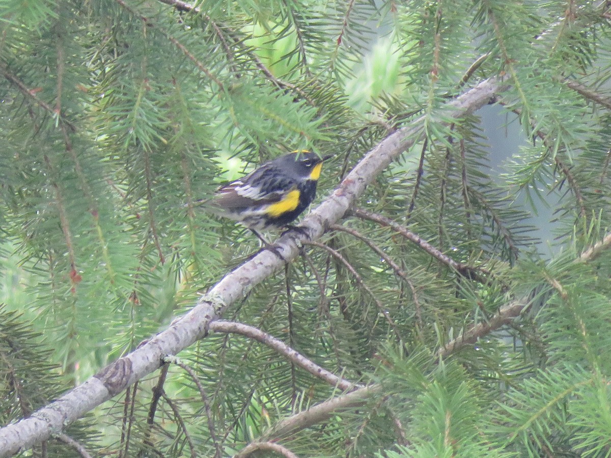 Yellow-rumped Warbler - ML106915711