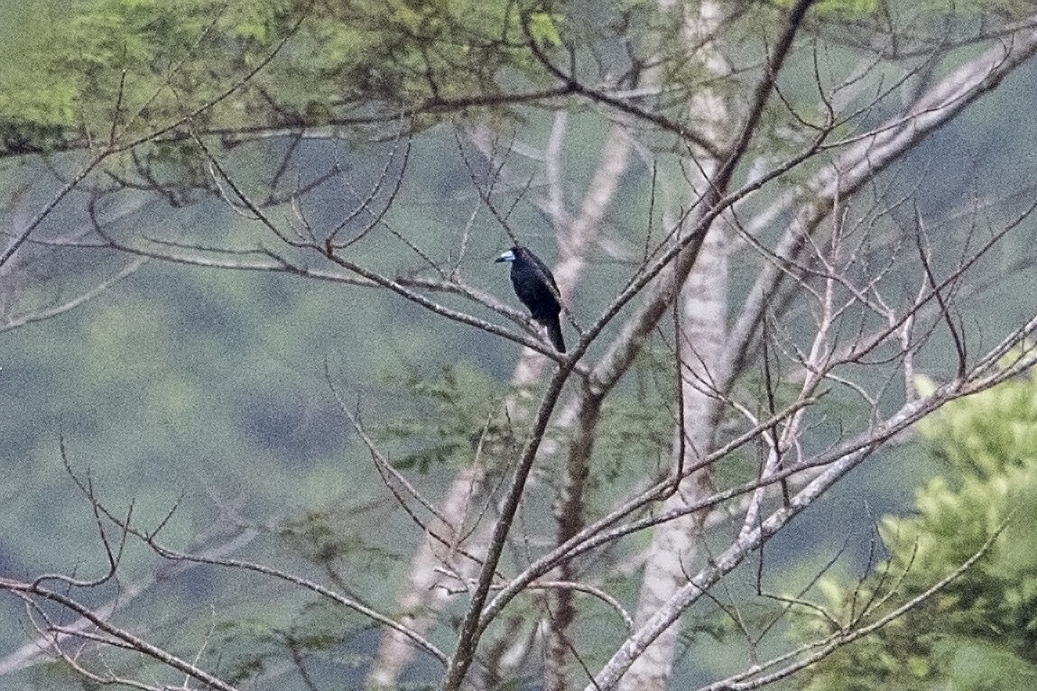 Чёрная флейтовая птица - ML106915791