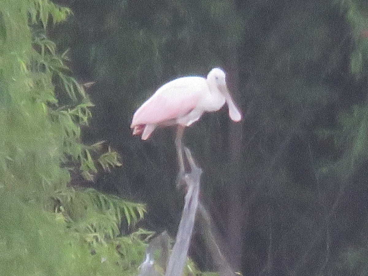 Roseate Spoonbill - ML106915801