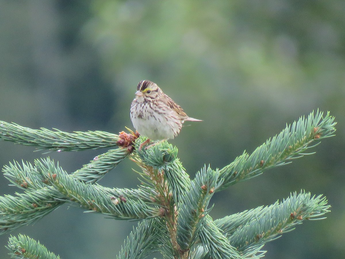 Savannah Sparrow - ML106915951