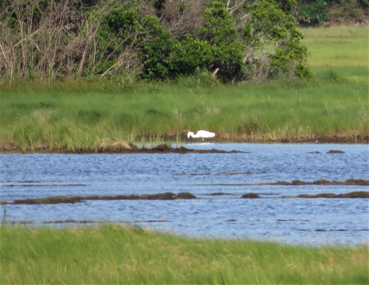 Little Egret - ML106916191