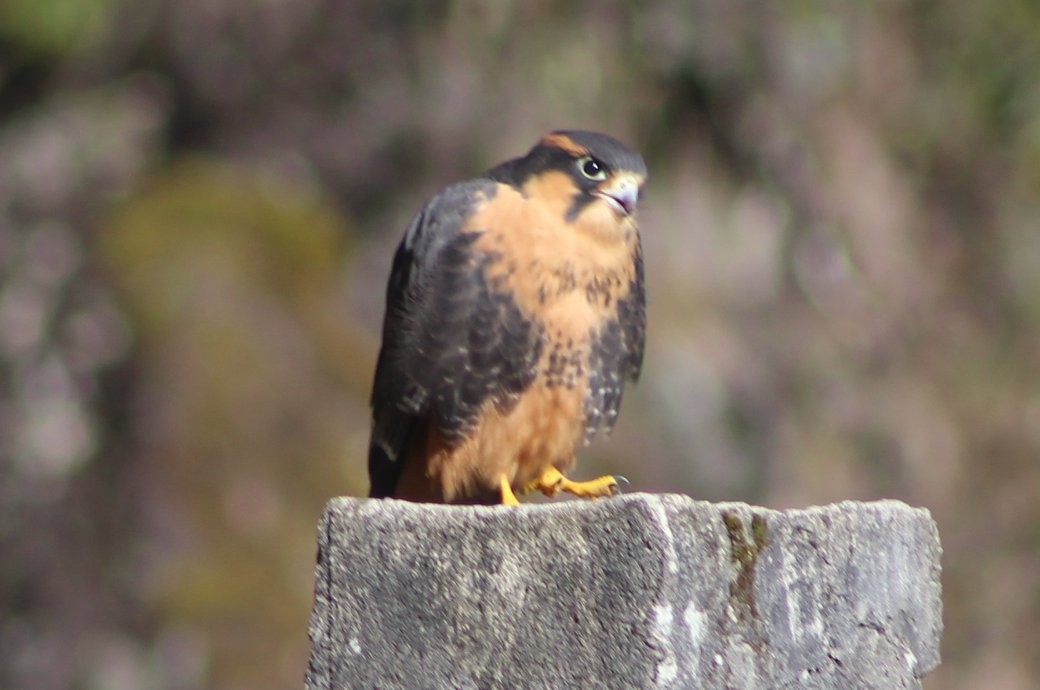 Aplomado Falcon - David Weaver