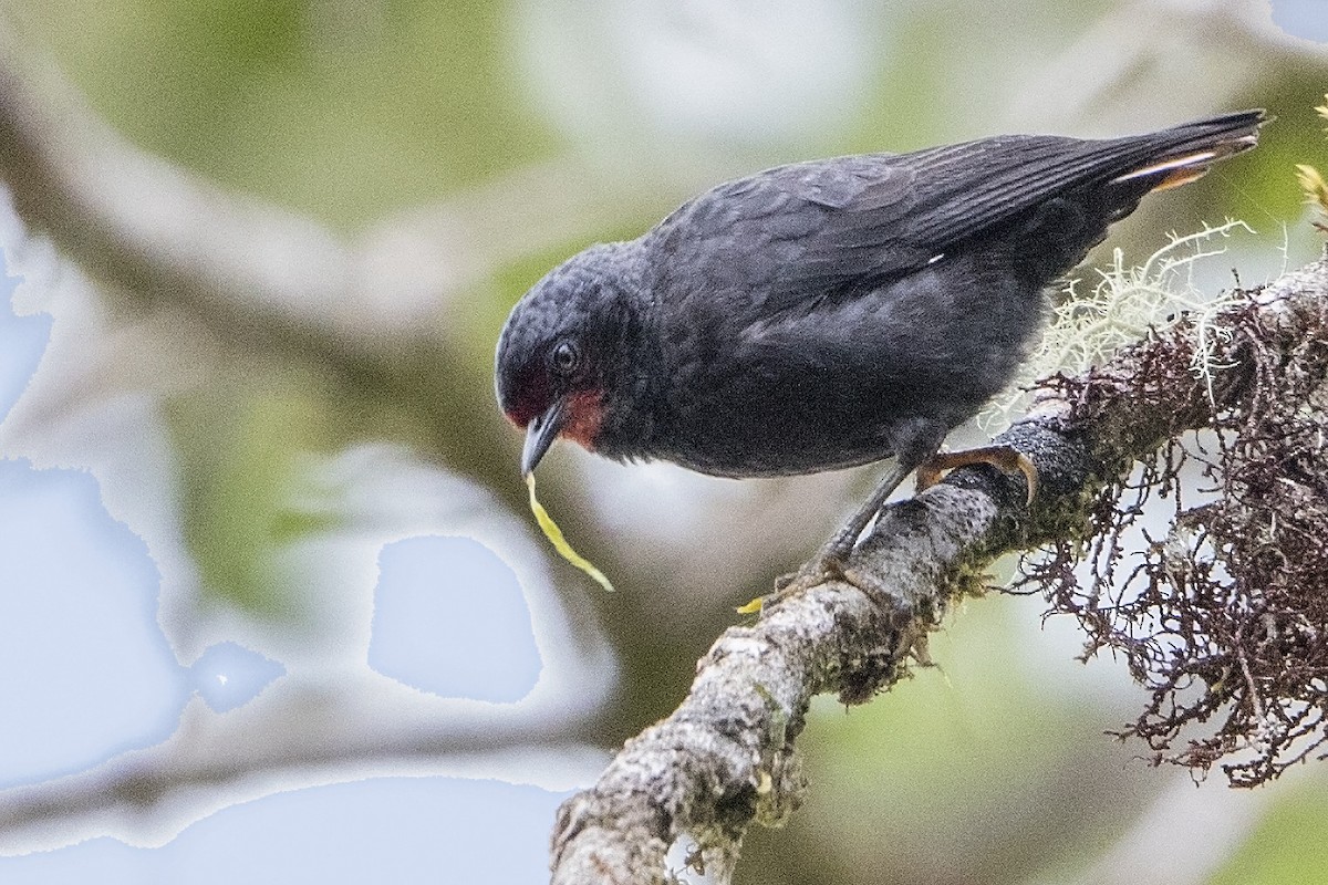 Black Sittella - Bradley Hacker 🦜