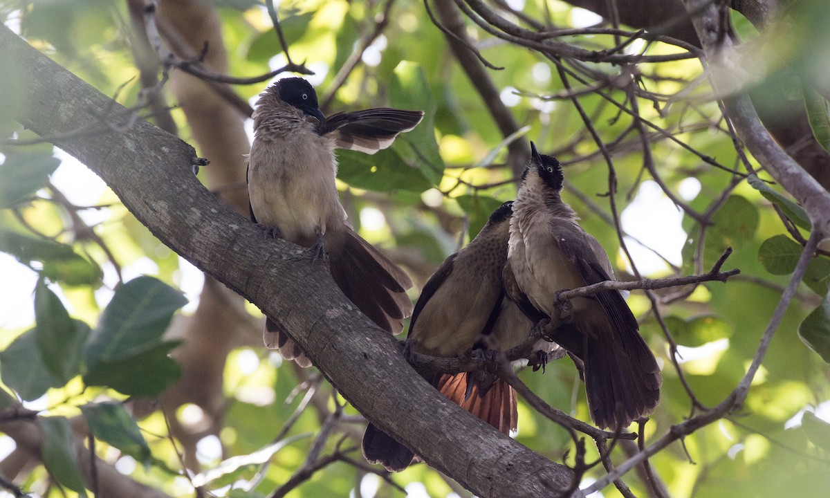 Blackcap Babbler - ML106916551