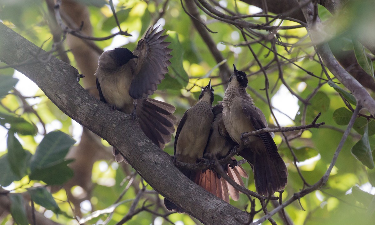 Blackcap Babbler - ML106916601