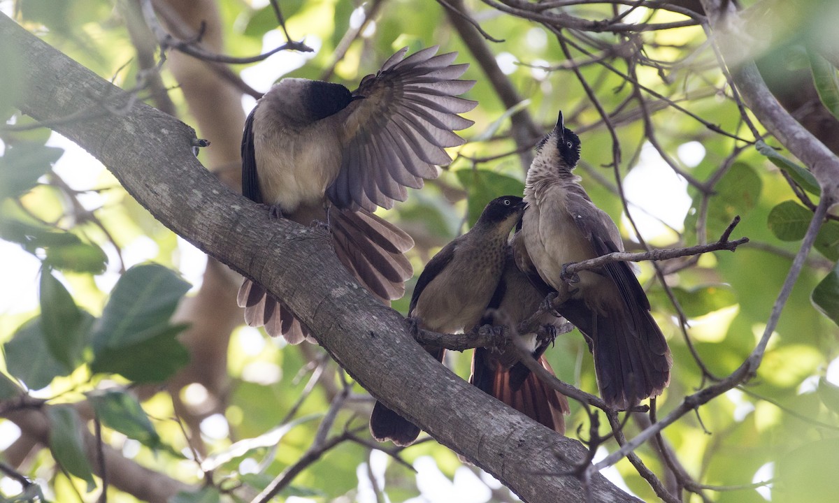 Blackcap Babbler - ML106916651