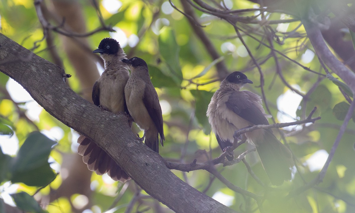 Blackcap Babbler - ML106916681