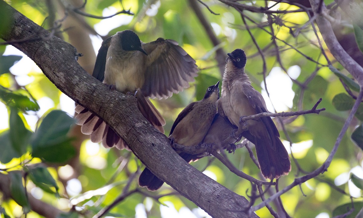 Blackcap Babbler - ML106916691