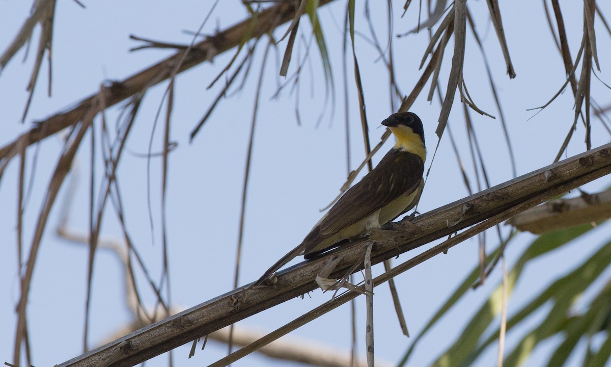 Greater Honeyguide - ML106916951