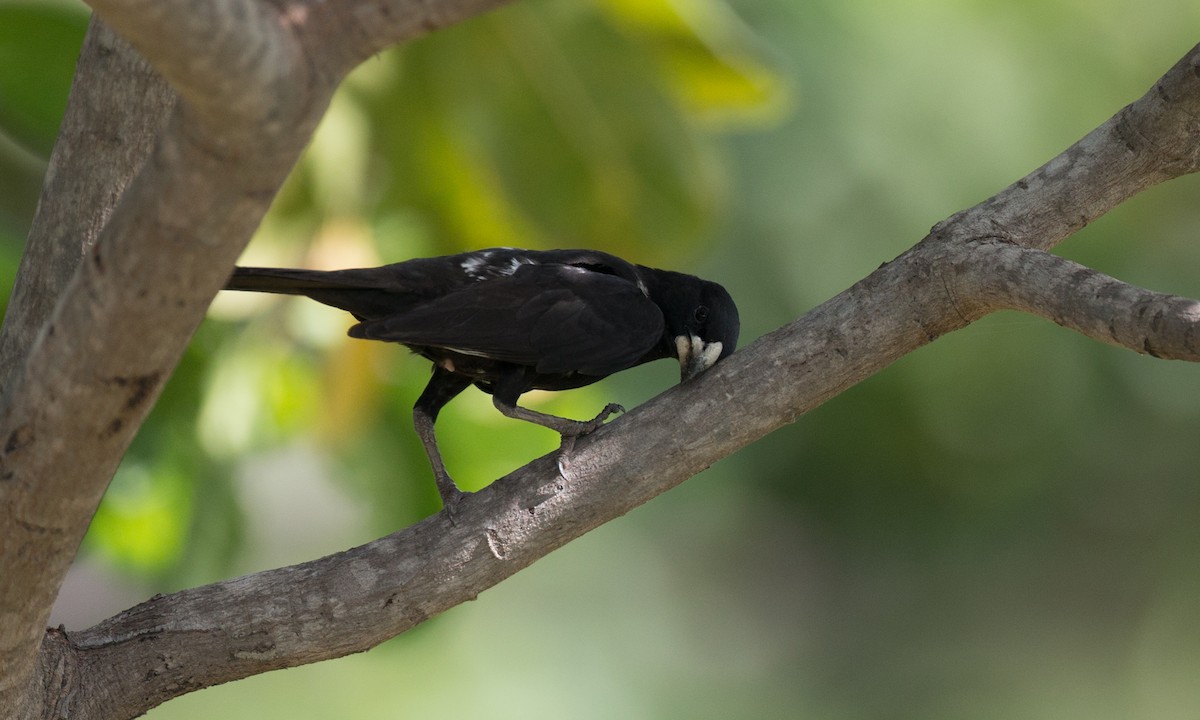 White-billed Buffalo-Weaver - ML106917001