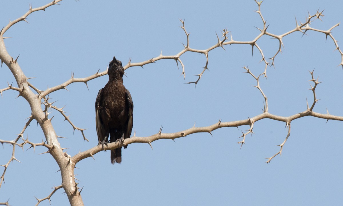 Northern Anteater-Chat - ML106917031