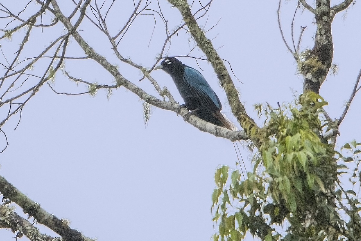 Blue Bird-of-Paradise - ML106917951