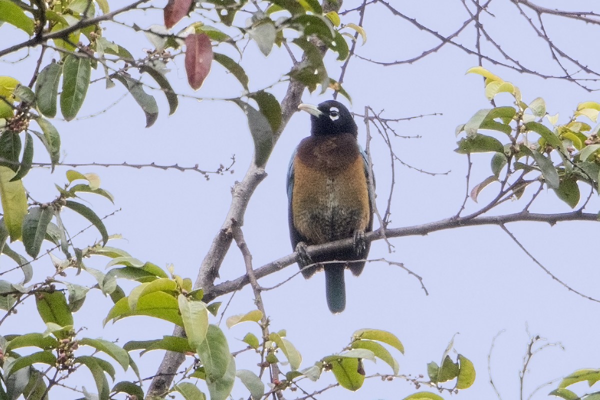 Blue Bird-of-Paradise - ML106917961