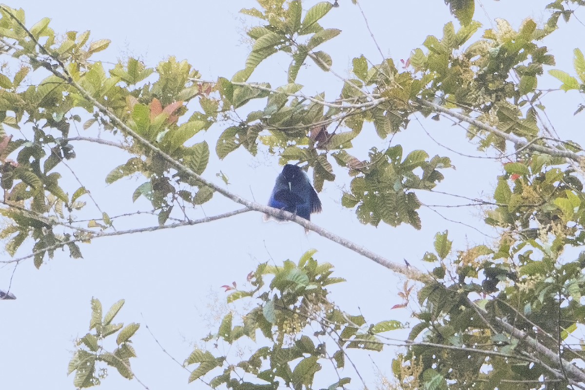 Blue Bird-of-Paradise - Bradley Hacker 🦜