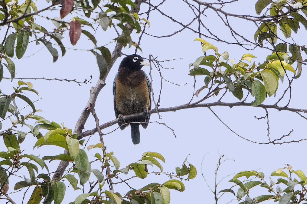 Blue Bird-of-Paradise - ML106917991