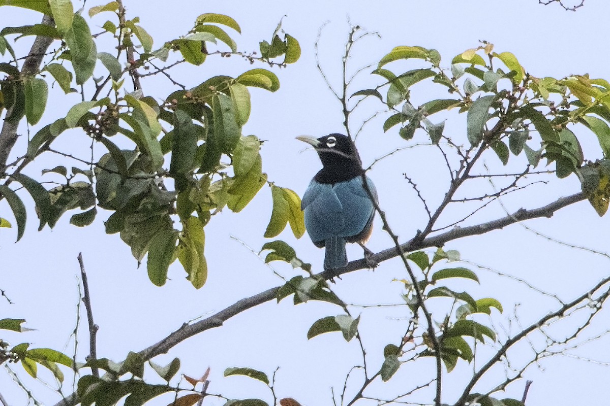 Blue Bird-of-Paradise - ML106918001