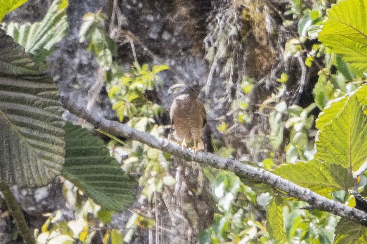 Brown Goshawk - ML106918381