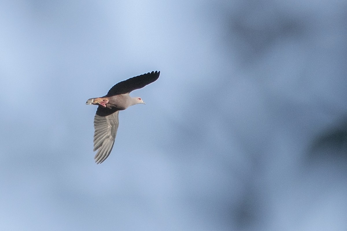 Pinon's Imperial-Pigeon - ML106919631