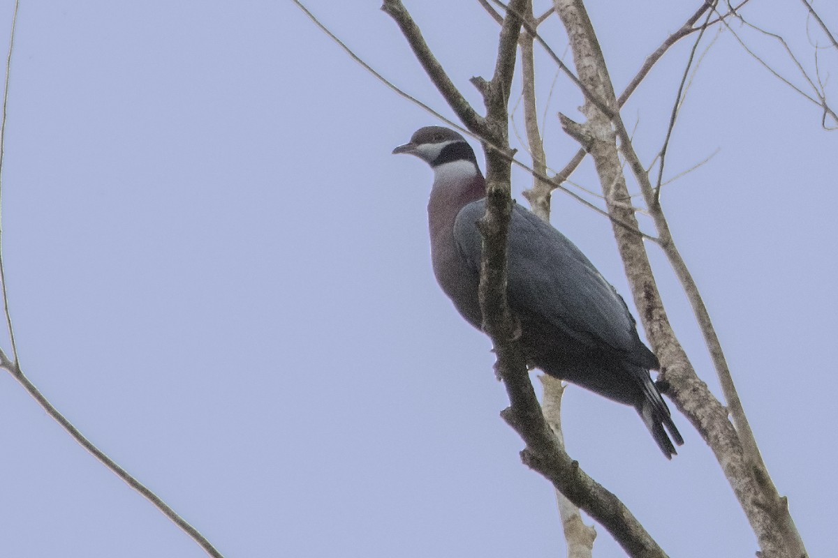 Collared Imperial-Pigeon - ML106919731