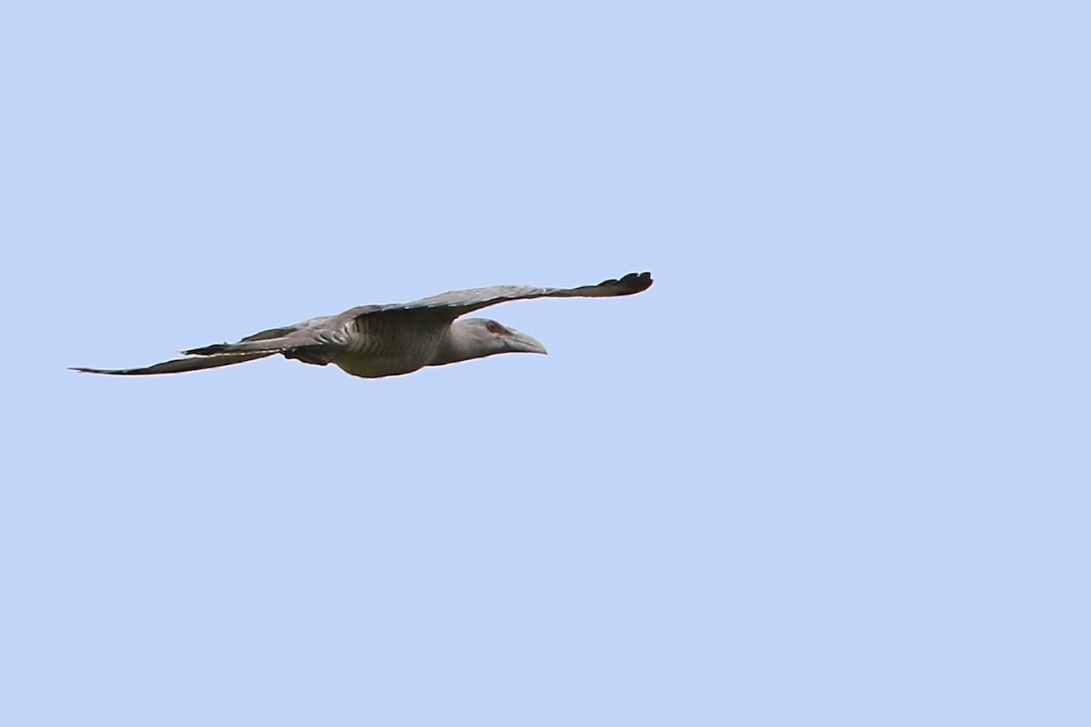 Channel-billed Cuckoo - Bradley Hacker 🦜