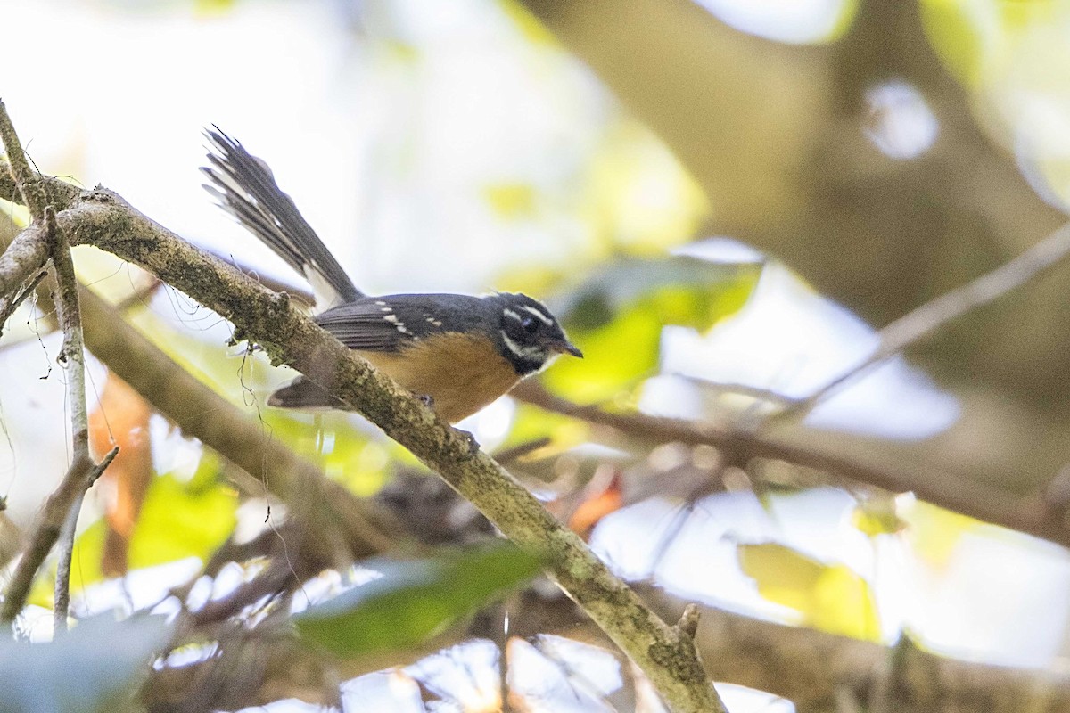 Chestnut-bellied Fantail - Bradley Hacker 🦜
