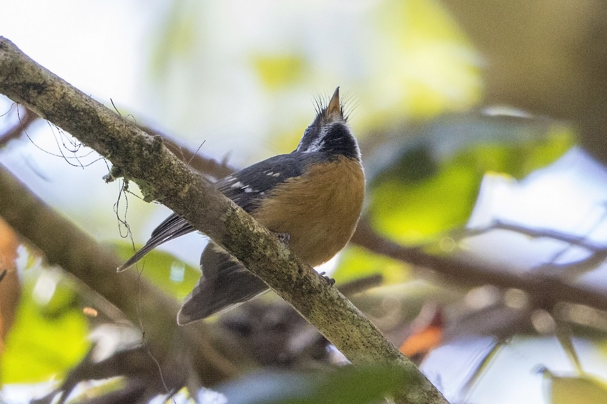 Chestnut-bellied Fantail - ML106920221