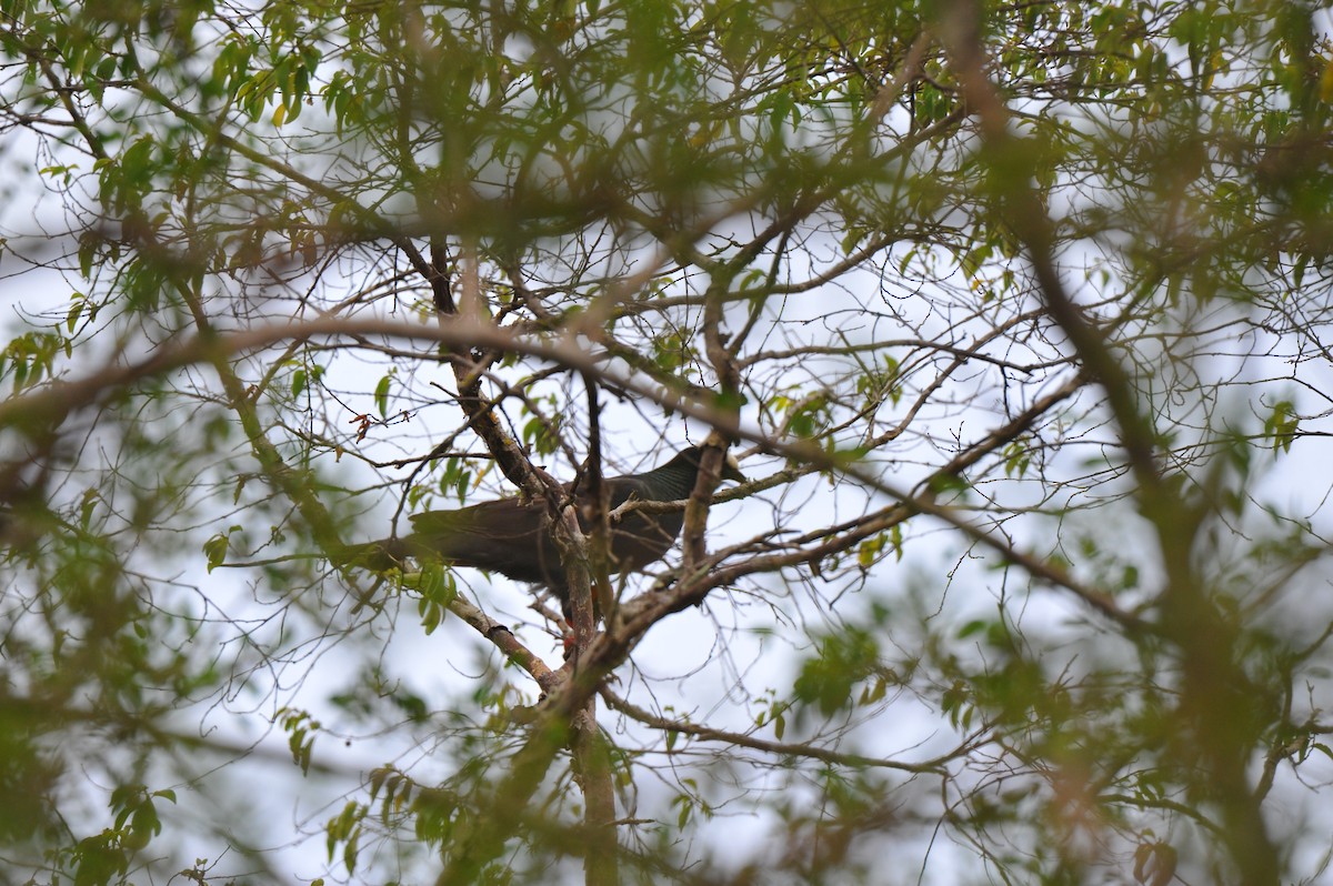 White-crowned Pigeon - ML106921431