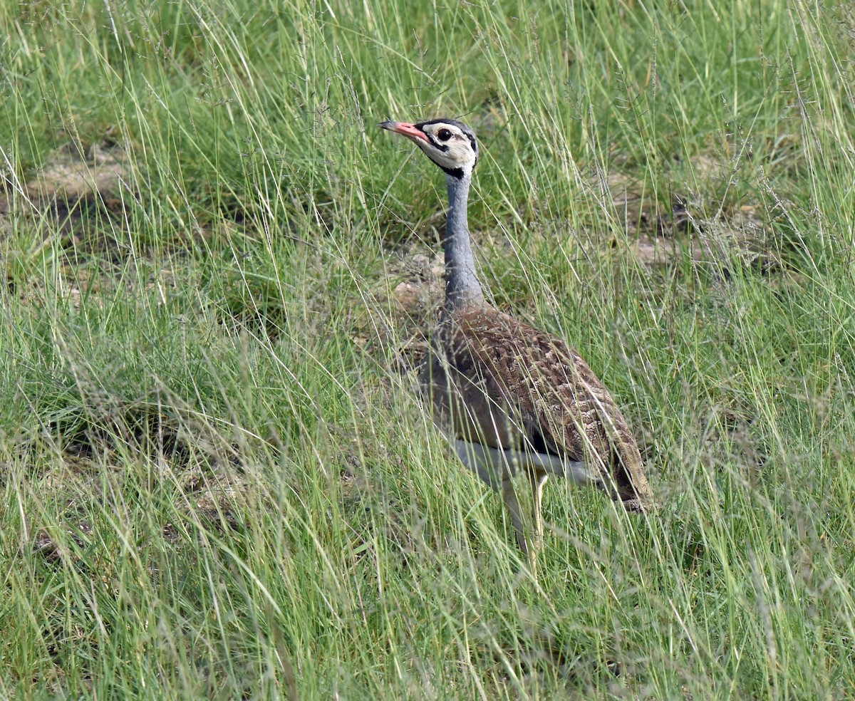 White-bellied Bustard - ML106921591