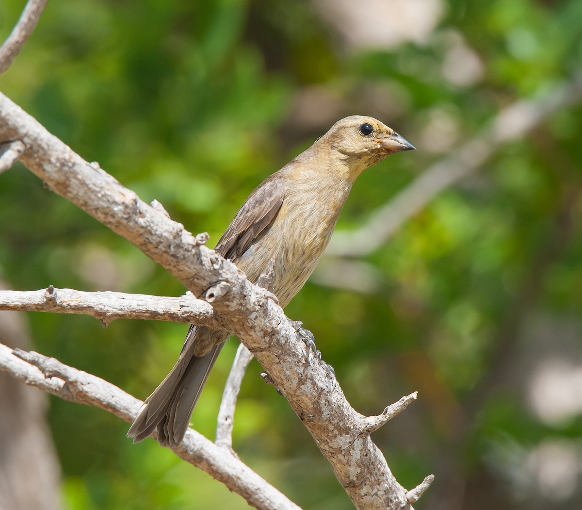 Shiny Cowbird - ML106921681