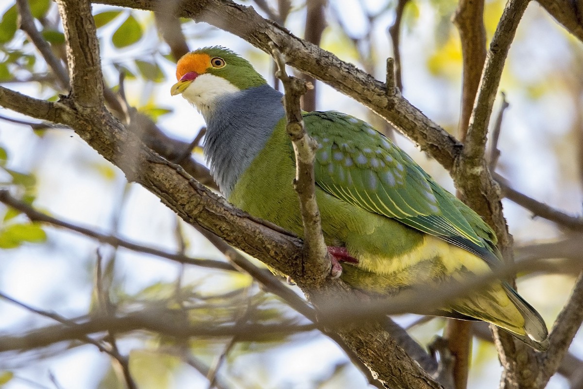 Orange-fronted Fruit-Dove - Bradley Hacker 🦜