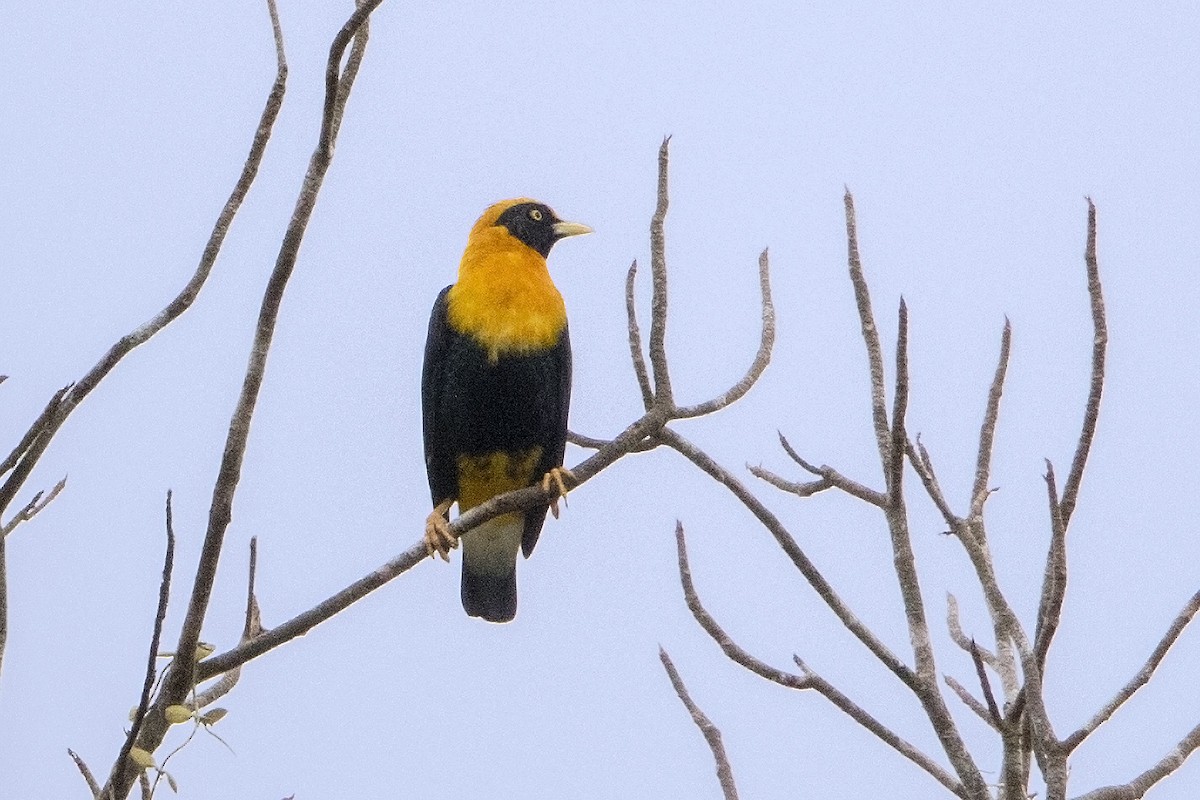 Golden Myna - Bradley Hacker 🦜