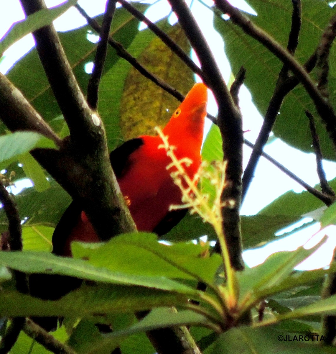 Andean Cock-of-the-rock - Jorge La Rotta