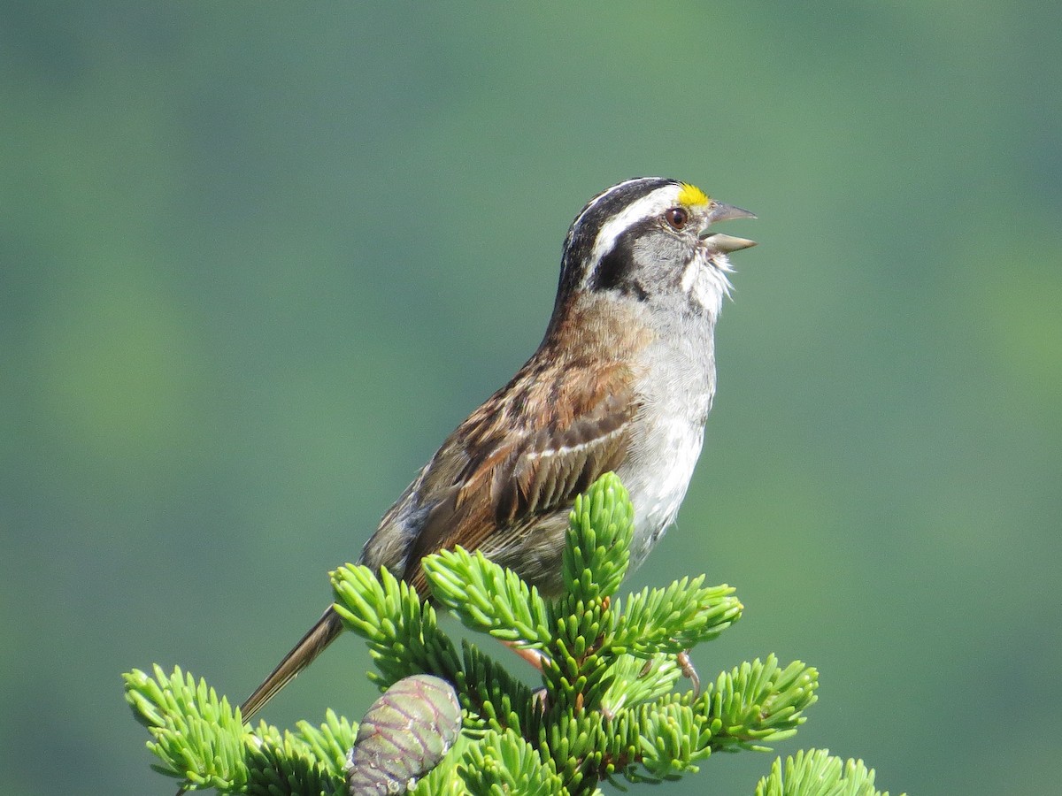White-throated Sparrow - ML106923441