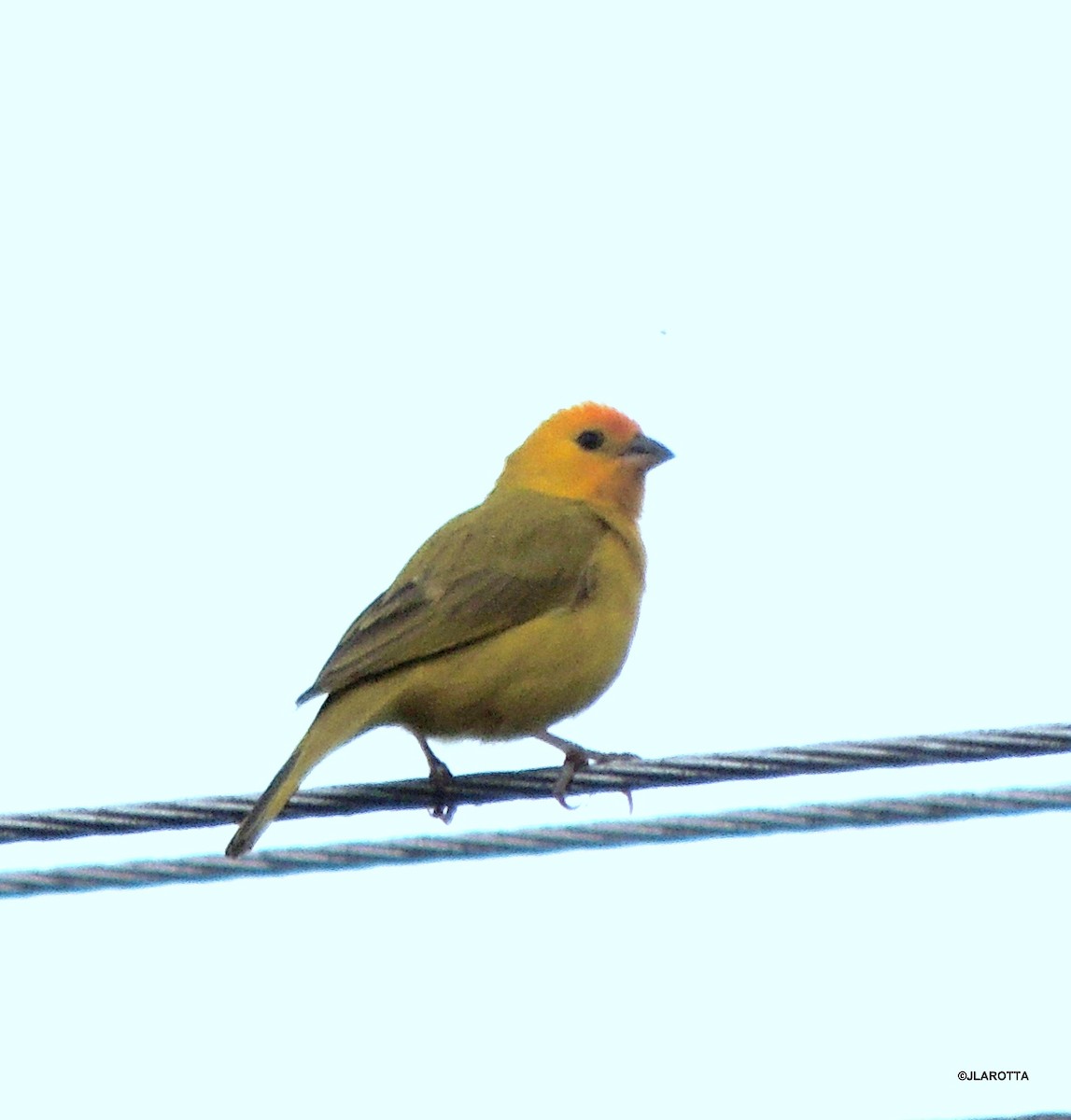 Saffron Finch - Jorge La Rotta