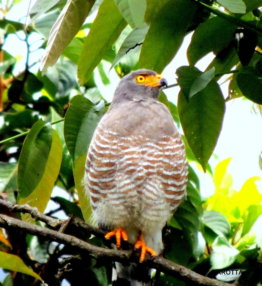 Roadside Hawk - ML106923671