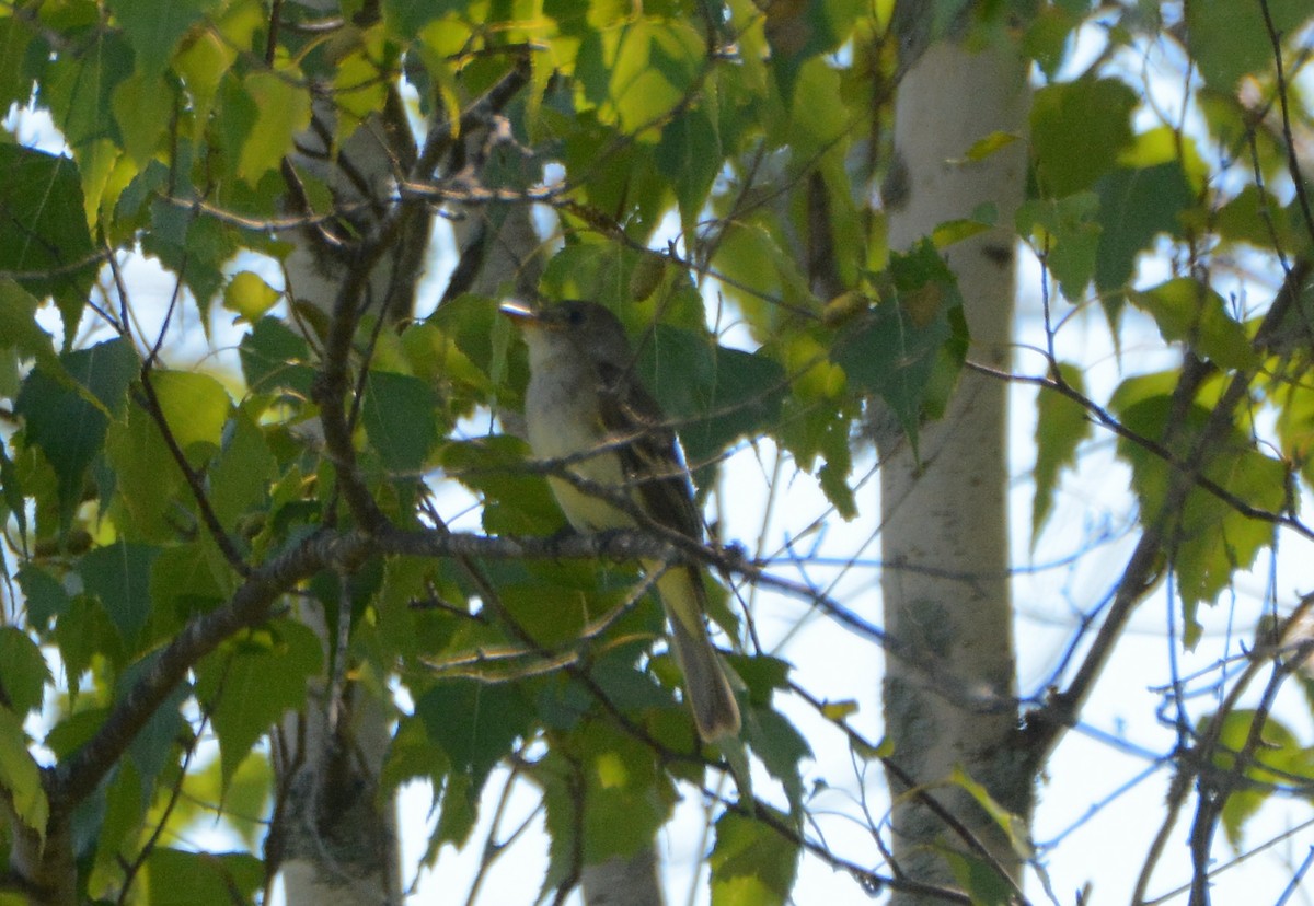 Yellow-bellied Flycatcher - ML106923851