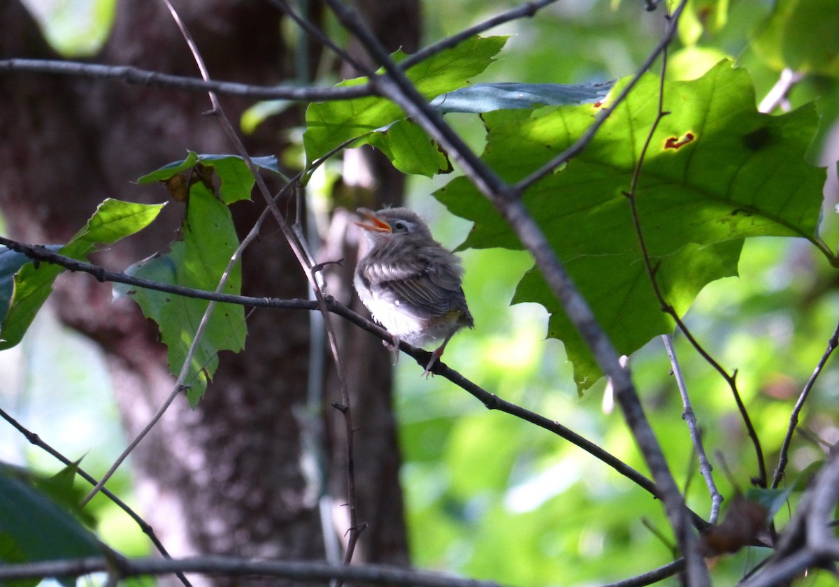 Red-eyed Vireo - Claire  Kluskens