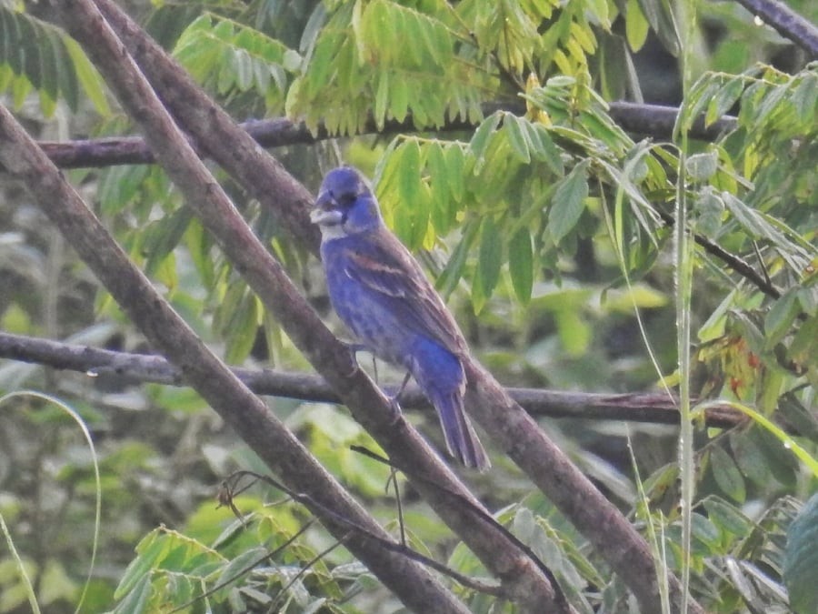 Blue Grosbeak - ML106924781