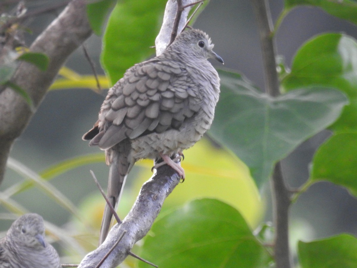 Inca Dove - Oscar Suazo Ortega