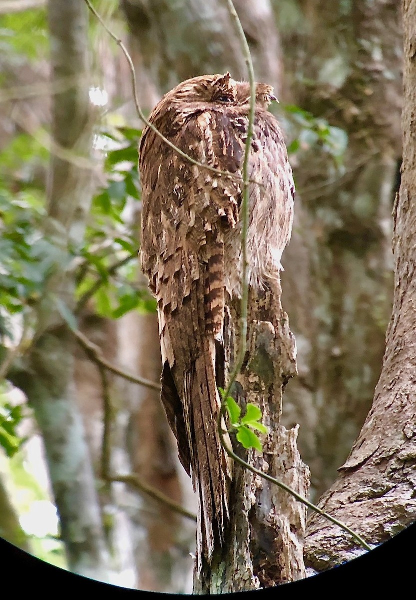 Long-tailed Potoo - ML106924871