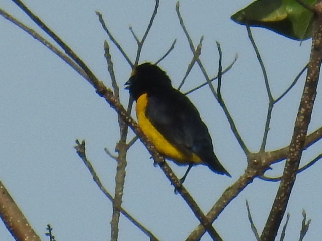 Scrub Euphonia - Oscar Suazo Ortega