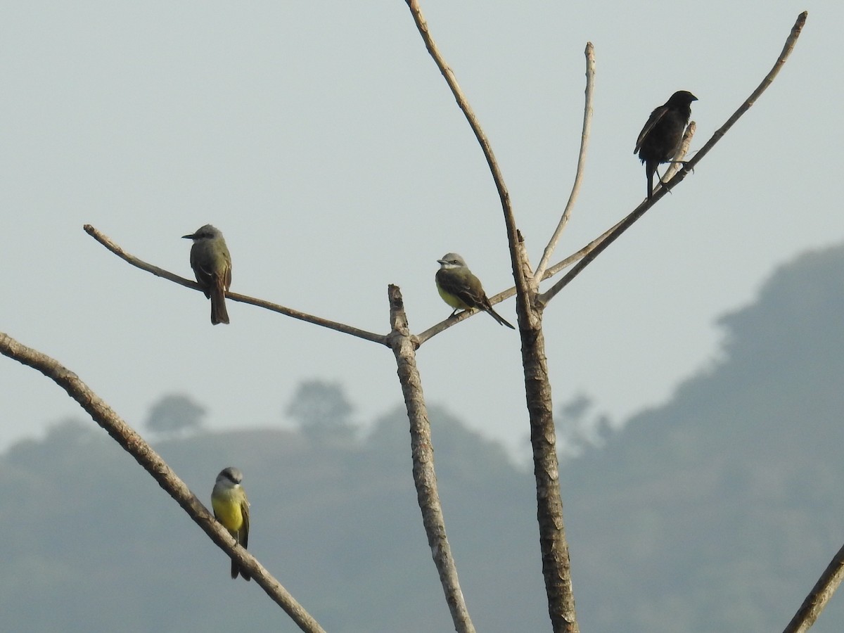 Tropical Kingbird - Oscar Suazo Ortega