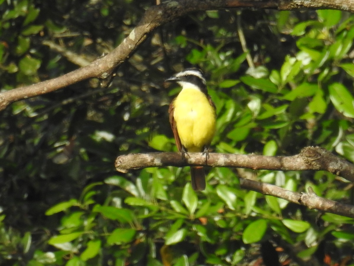 Great Kiskadee - Oscar Suazo Ortega