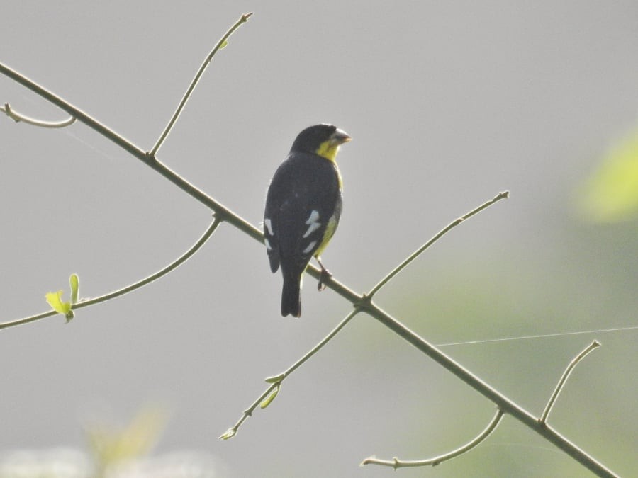 Lesser Goldfinch - Oscar Suazo Ortega