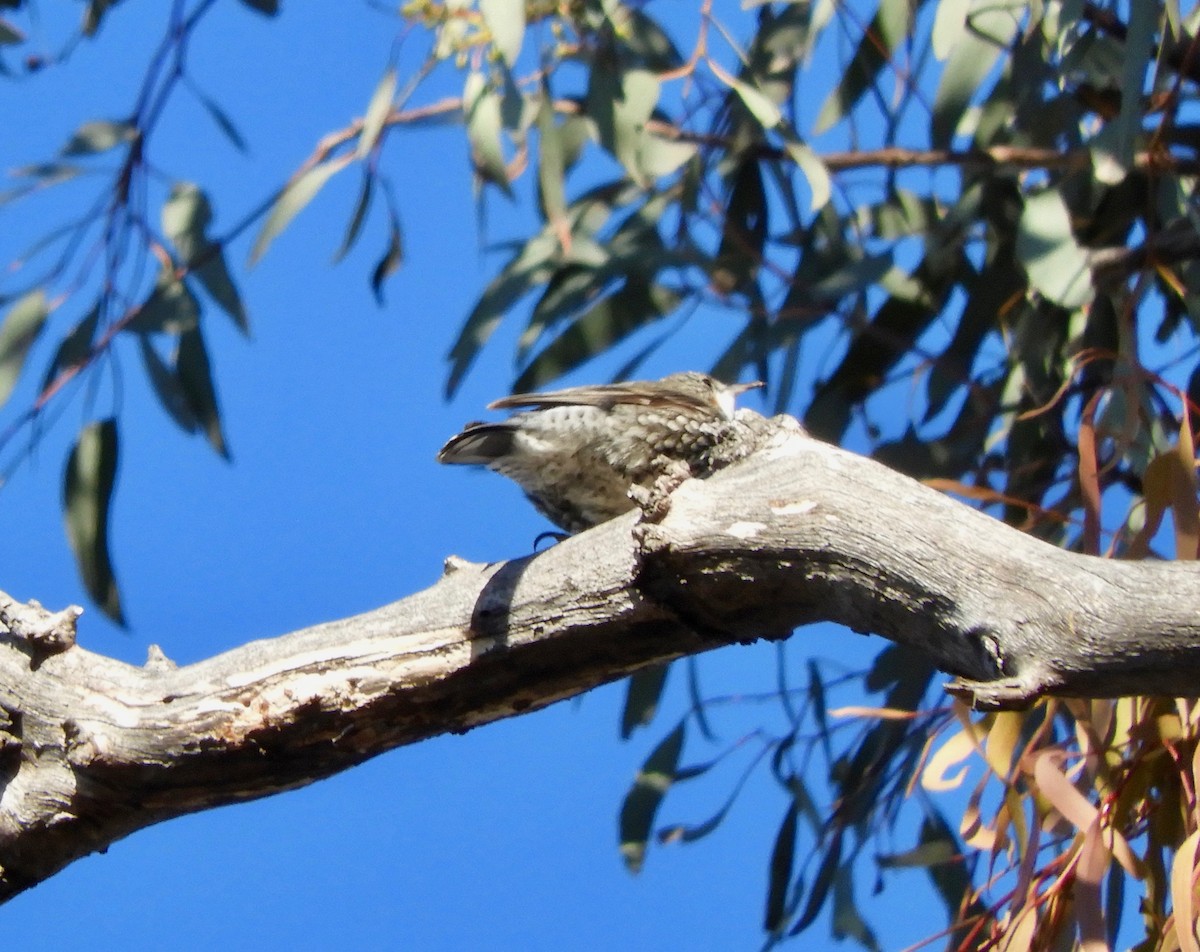 White-throated Treecreeper - ML106926511