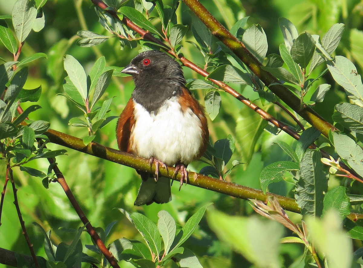 Eastern Towhee - ML106927441