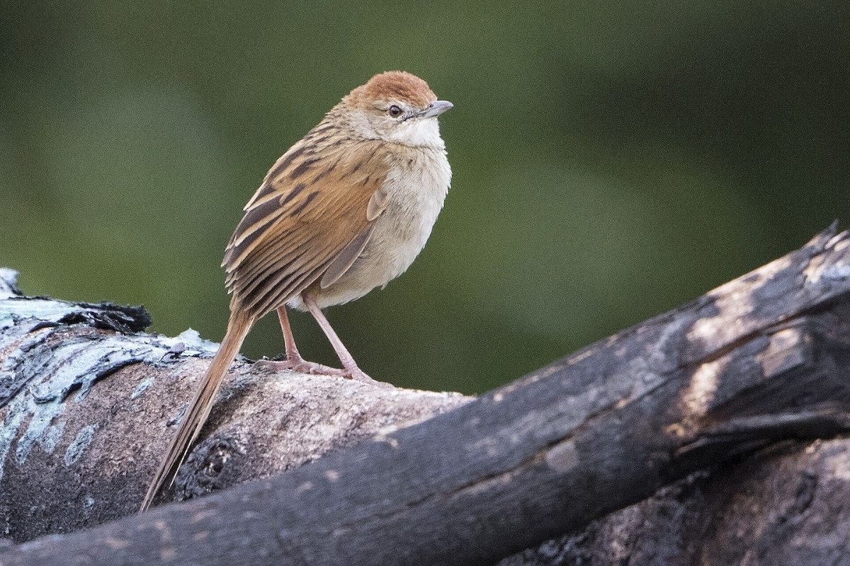 Papuan Grassbird - Bradley Hacker 🦜