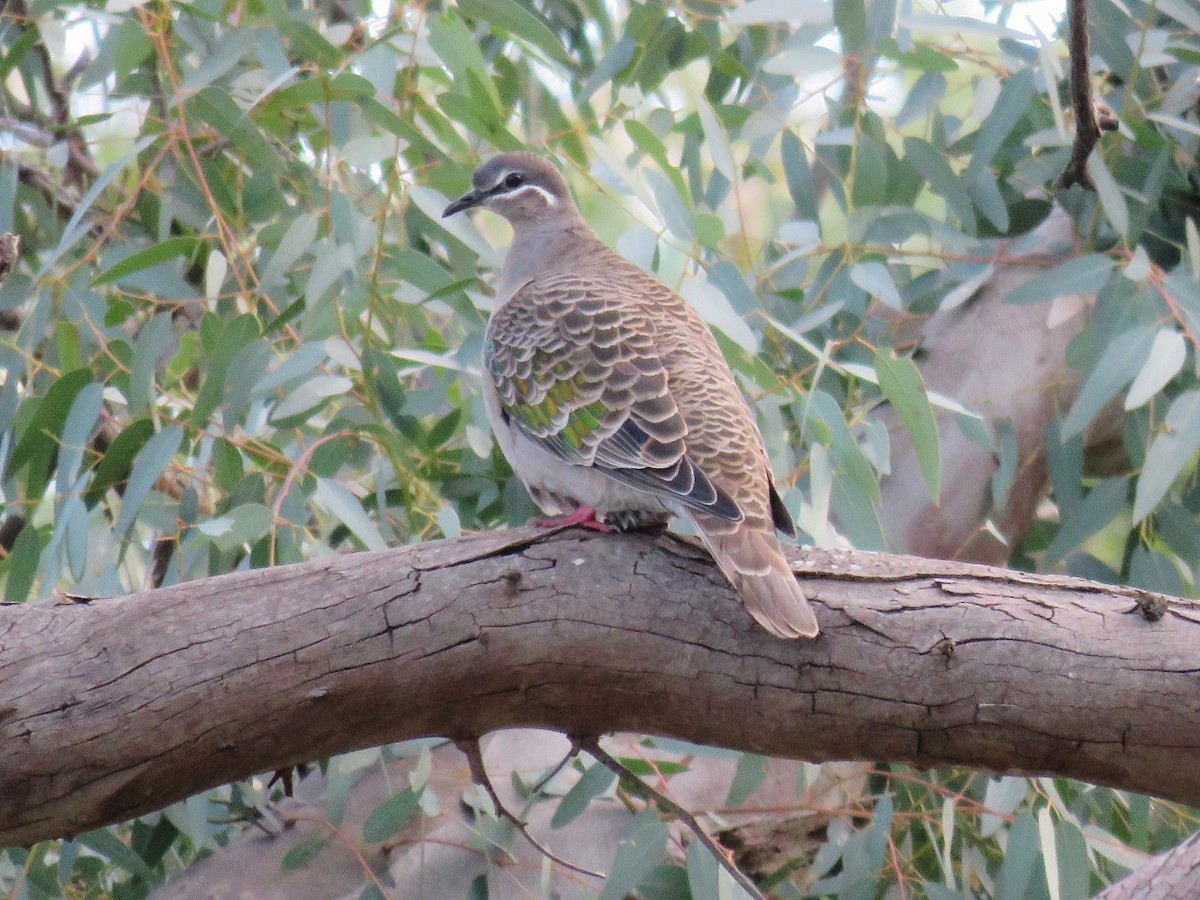 Common Bronzewing - ML106930101