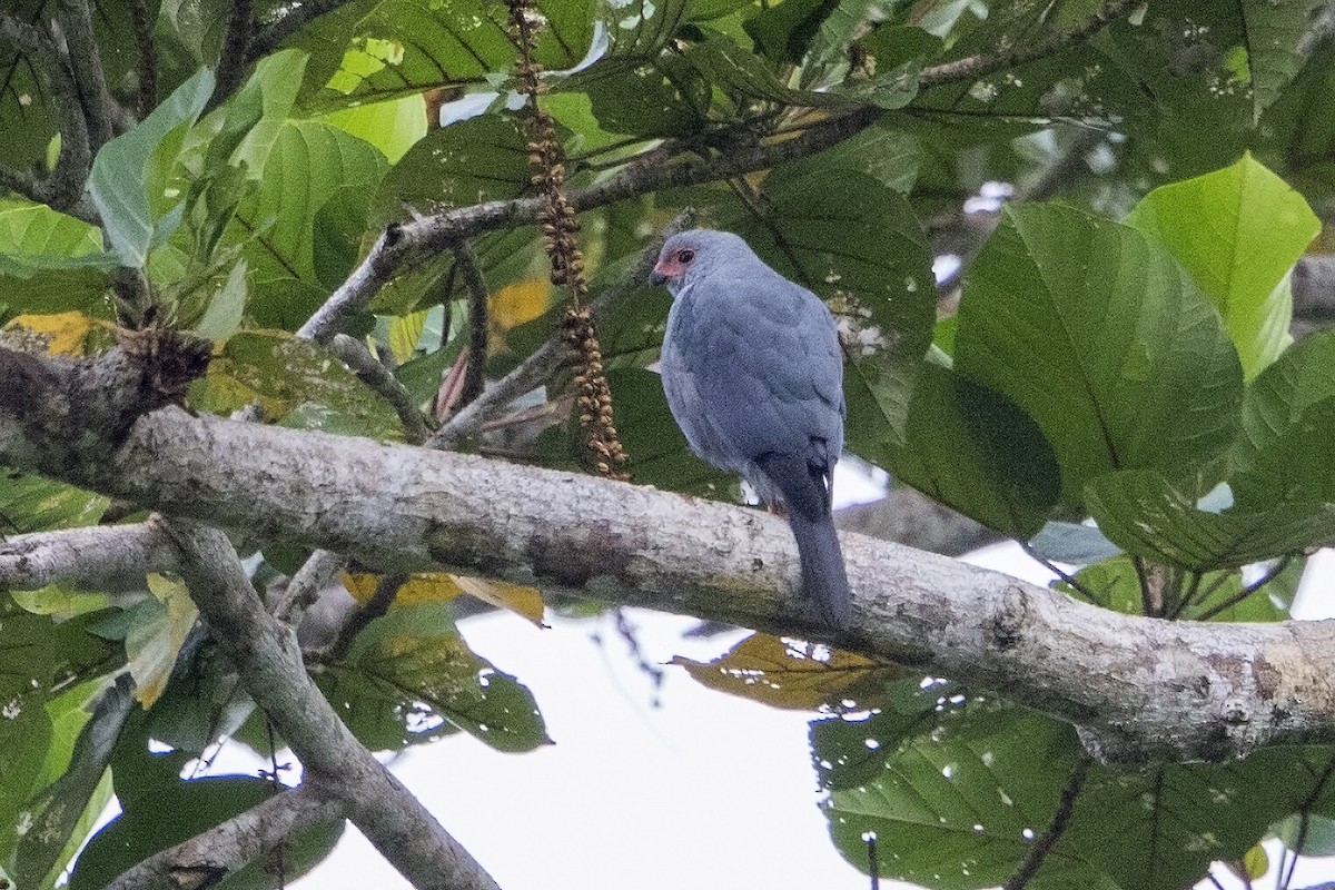 Gray-headed Goshawk - Bradley Hacker 🦜