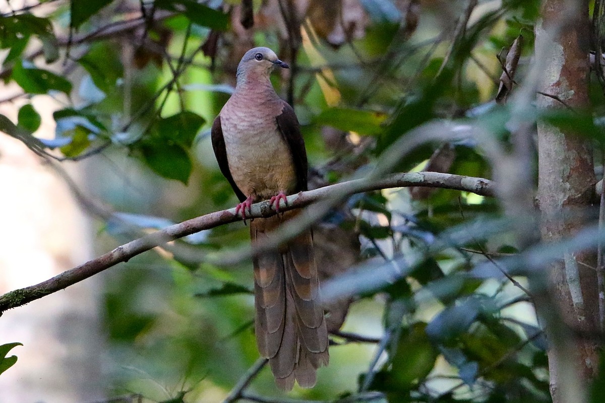 Tórtola Cuco Pechirrosa - ML106931061